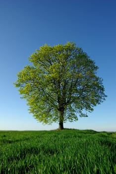Blooming linden