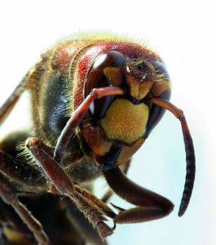 Hornet's head