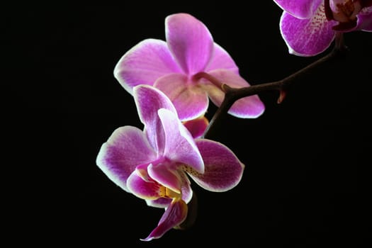Phalaenopsis Multiflora