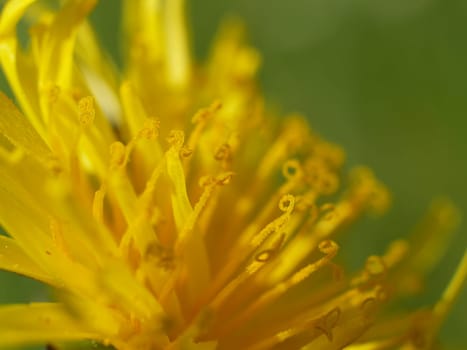 Dandelions up close