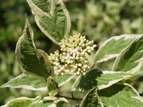 Elegantissima