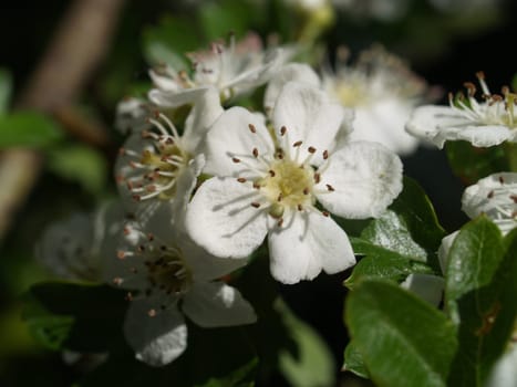 False quince