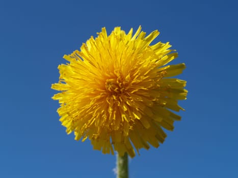 Dandelion