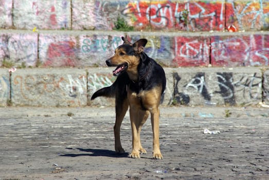 Dog - Berlin Wall - Mauerpark
