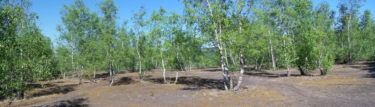 Birch panorama