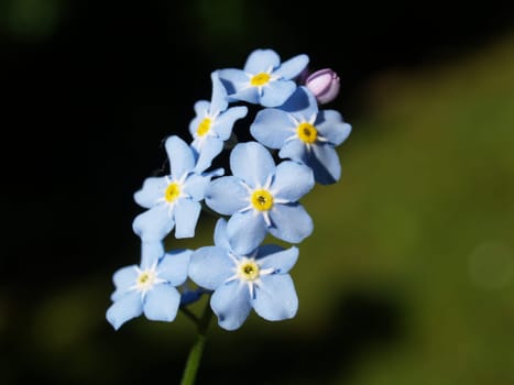 BASKET FLOWER