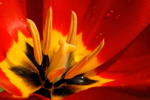 Tulip stamps