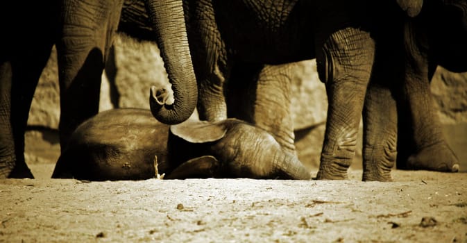 The restful sleep of a pachyderm