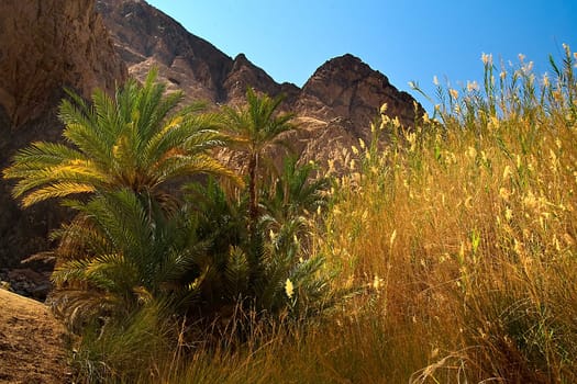 The desert is blooming