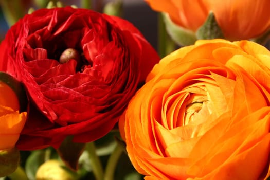 Ranunculus (7)