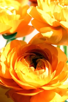 Ranunculus (11)