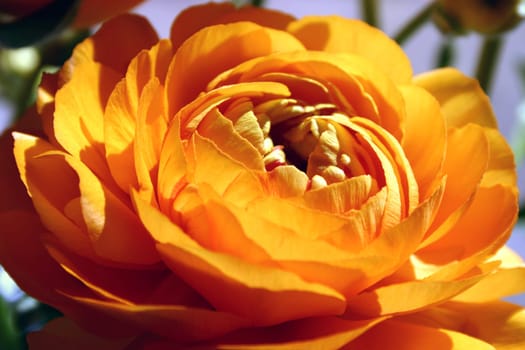Ranunculus (8)