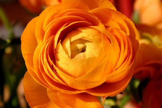 Ranunculus (9)