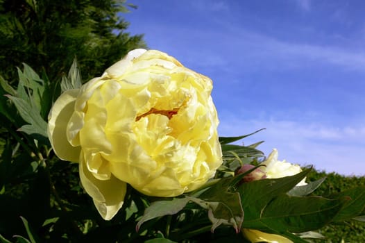 Peony