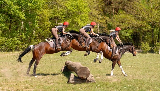 Show jumping