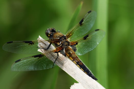 Four-spotted dragonfly