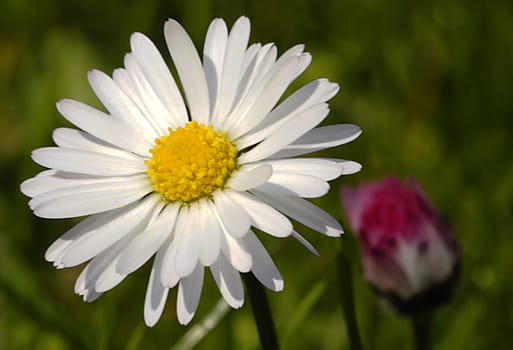 From the perennial leaf rosette with spatula-shaped,small leaves emerges a leafless,up to 15cm high stem with a single flower. It consists of the white,often strongly pink overflowing so-called tongue flowers and the &