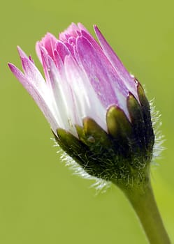 The daisy is a perennial herbaceous plant that reaches heights of up to 10 centimeters. The leaves grow in a dense rosette of leaves. They are spatulate to obovate oval in shape. The leaves are between one and six