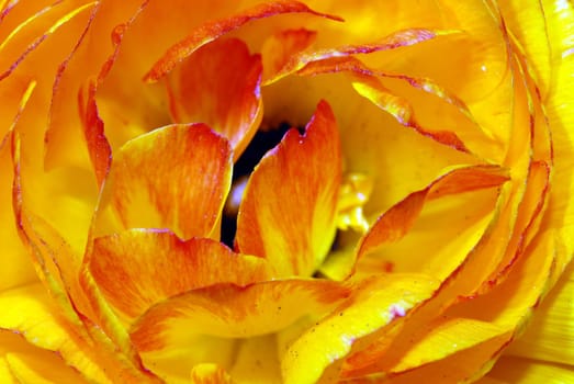 Ranunculus