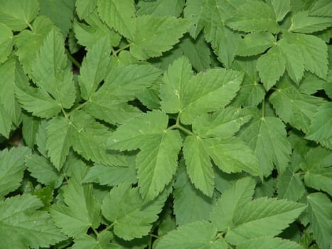 Goutweed