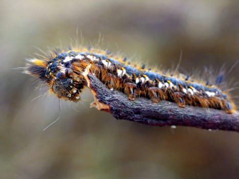 Iroquois caterpillar
