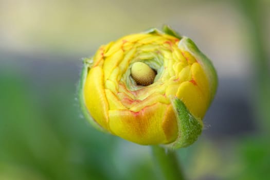 Ranunculus bud
