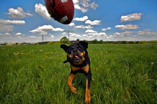 The photo was taken about 1/1000 of a second before the ball hit my head -) My girl hadn't caught him properly or nudged him back on purpose -)  LG to ALL   by Andi