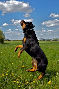 The funniest thing about the photo is the position of her hind legs -) That was really a super nice day with FUN FUN FUN!