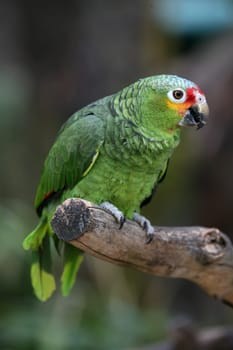 Linguistically gifted and very curious bird