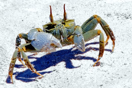 The distribution area of equestrian crab is huge,it stretches from the East African coast to Hawaii. In the Seychelles,this species can be found on Mahé and Praslin,among other places,but also on Bird Island. The tanks of this cavalry kra