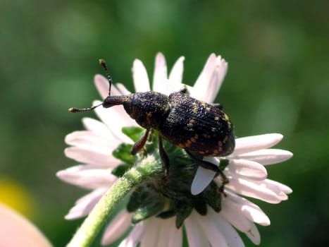Pine weevil