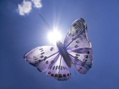 Butterfly in the Sun 2