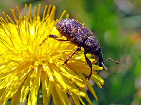 Pine weevil
