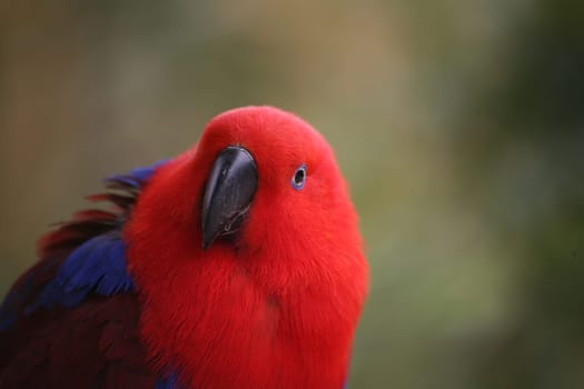 Eclectus roratus (female) - the male is completely different in color (green with red flanks and yellow upper beak). Because of these different colorations,males and females used to be mistaken for different species.