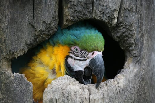 Yellow-breasted macaw in a hollow of a tree