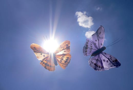 butterfly in the sun 3