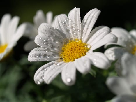 Margarite with drops of water