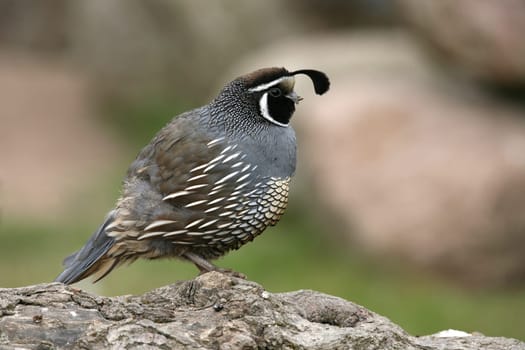 California crested quail