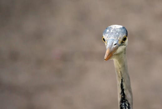 - thin neck -
