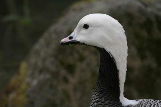 Emperor goose