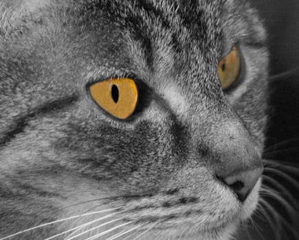 Cat's eyes