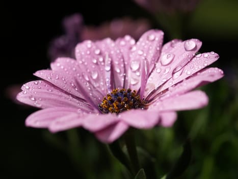 Cape cape with water droplets