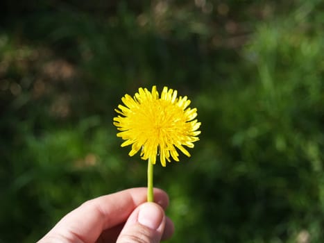 Dandelion