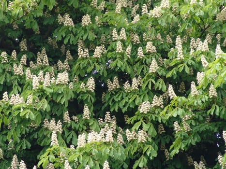 Chestnut blossoms