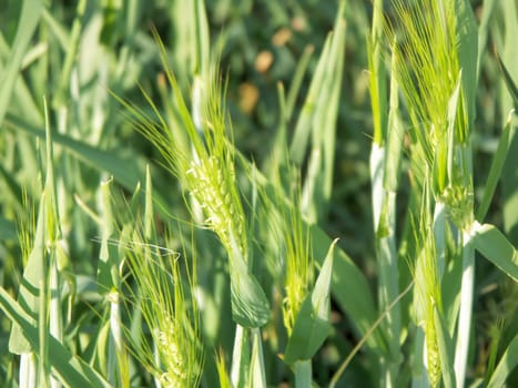 CEREALS,Hordeum vulgare,barley
