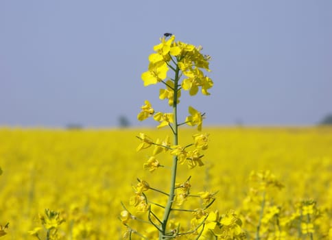 Rapeseed,lat. Brassica napus