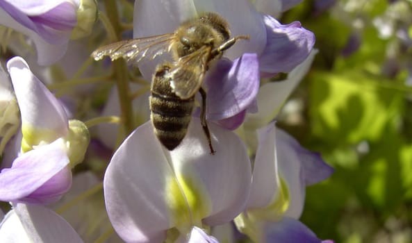 Bee 01