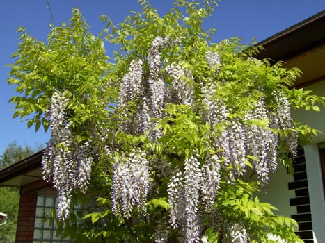 Wisteria 1