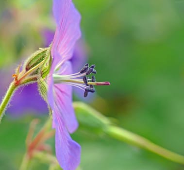 The scientific name "Geranium"" and the German name ""Storchschnabel"" refer to the shape of the long-stemmed fruit of this plant. This is reminiscent of the head and elongated neck of a stork or stork. A"