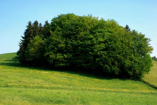 Spring meadow